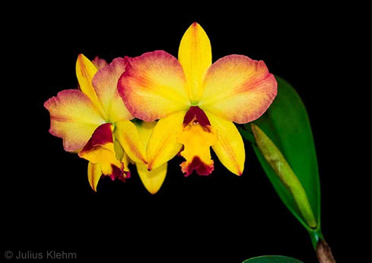Rhyncattlea the Lovely Fantasy ‘Rare Earth Orchids’