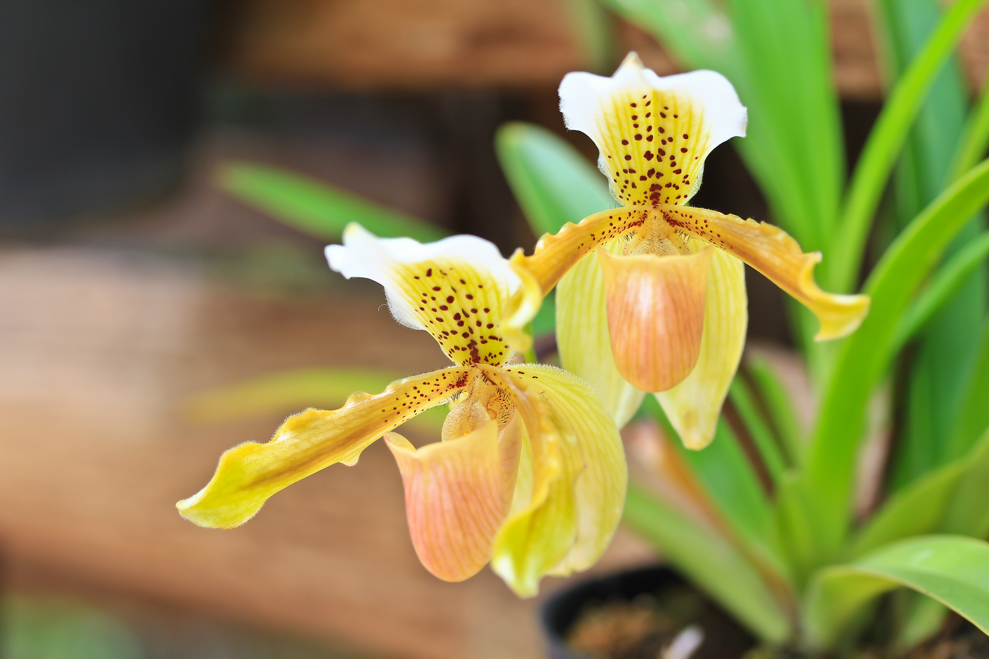 Paphiopedilum