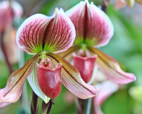 Paphiopedilum (pink orchid)