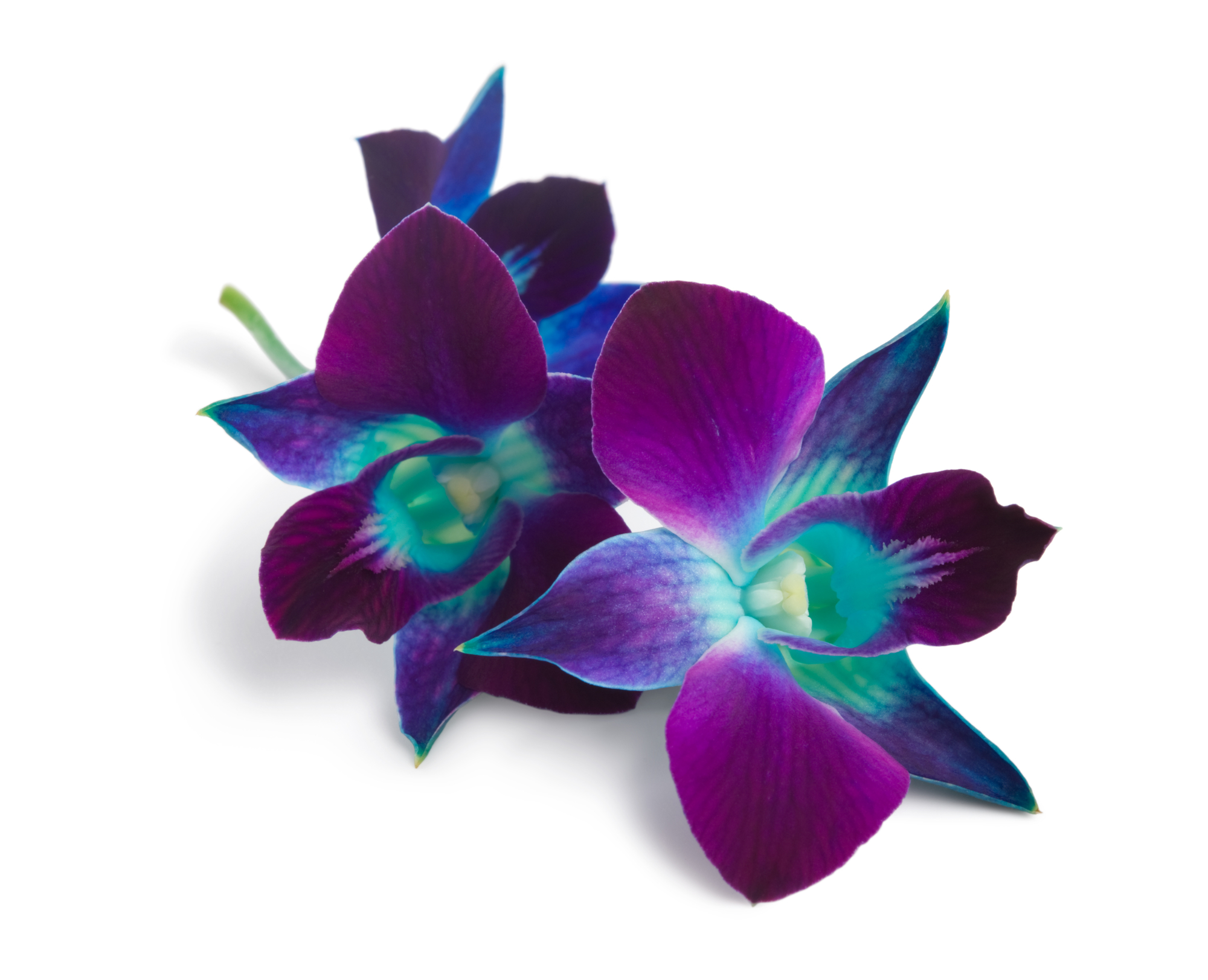 Houston Orchid Society 2022—Historical Opportunities! Houston Orchid