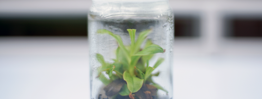 Orchid plant culture