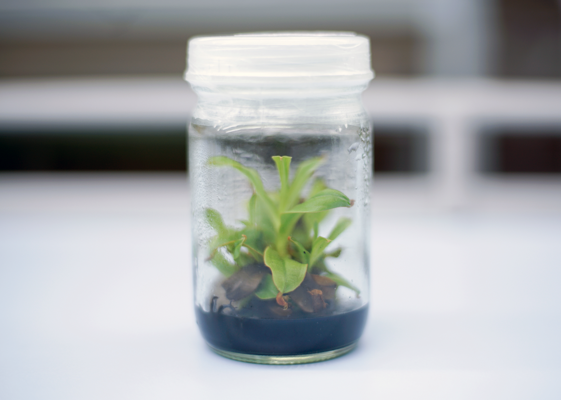 Orchid plant culture