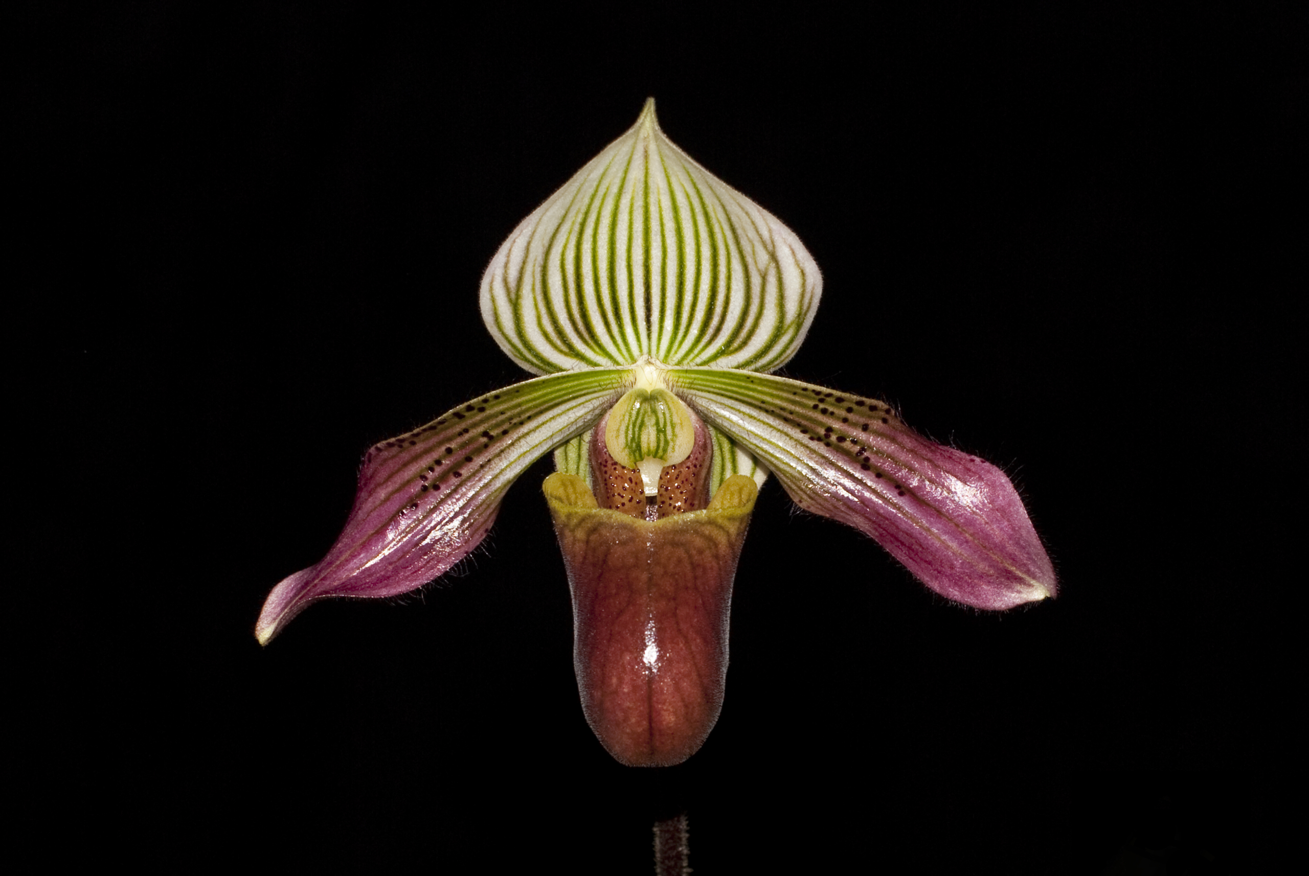 Houston Judging Center Houston Orchid Society Conservation