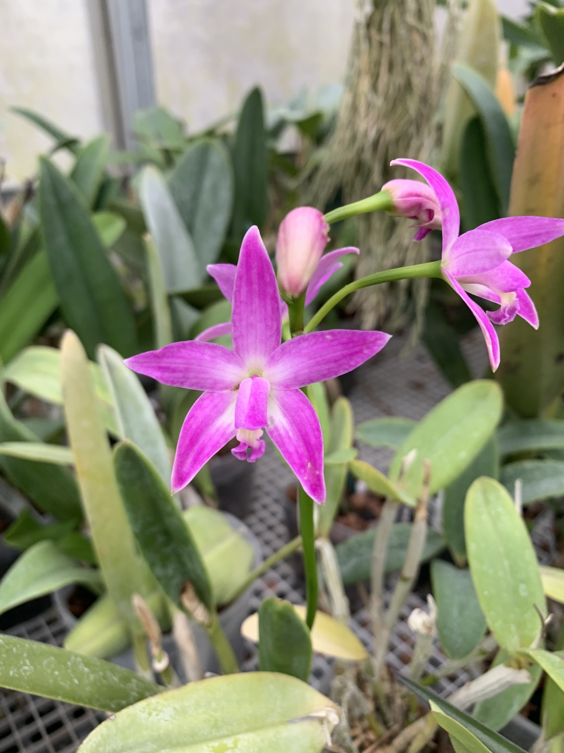 Laelia rupestris | Houston Orchid Society | Conservation
