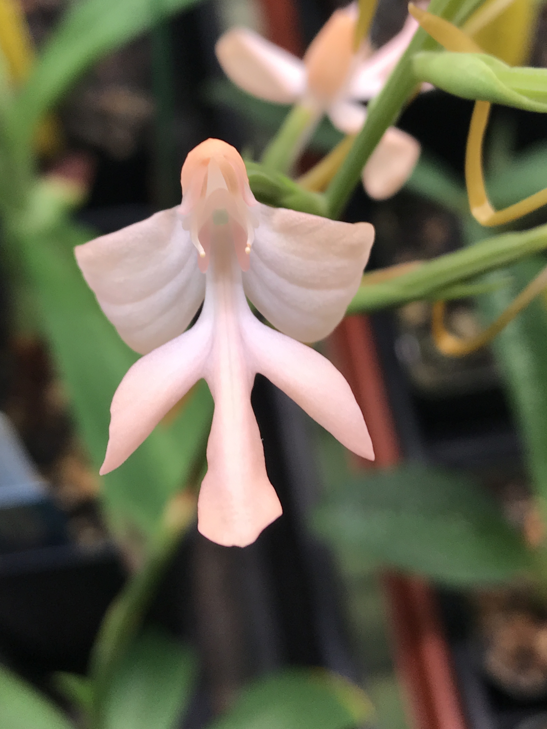 Habenaria Mayfly Houston Orchid Society Conservation Preservation