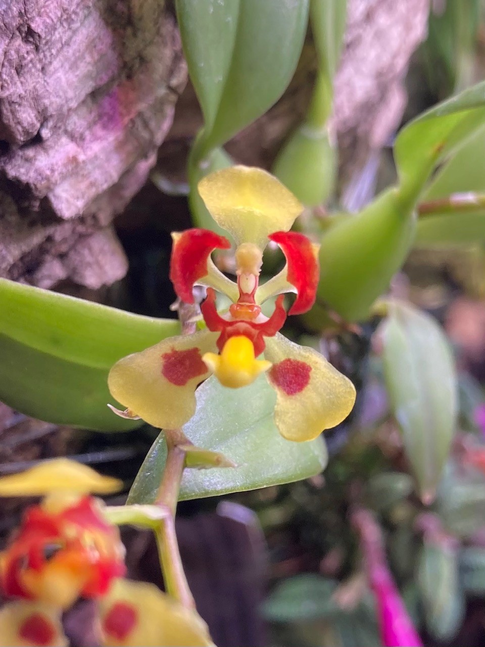 Oncidium coloratum Houston Orchid Society Conservation