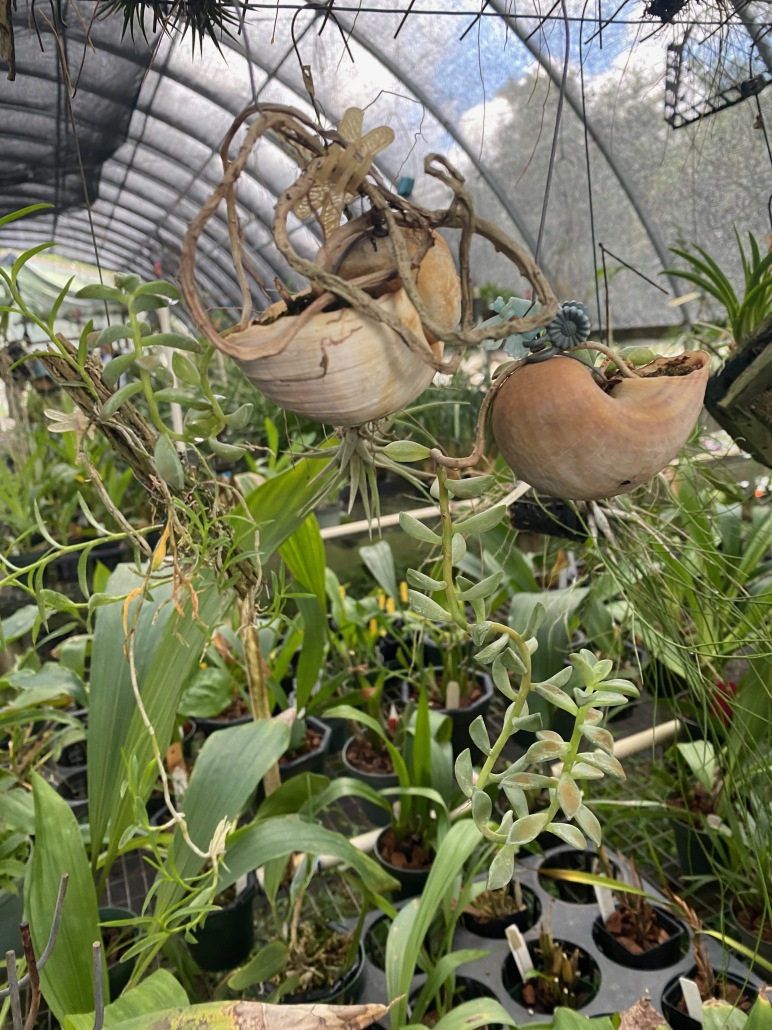 President's Message—October 2022 Houston Orchid Society