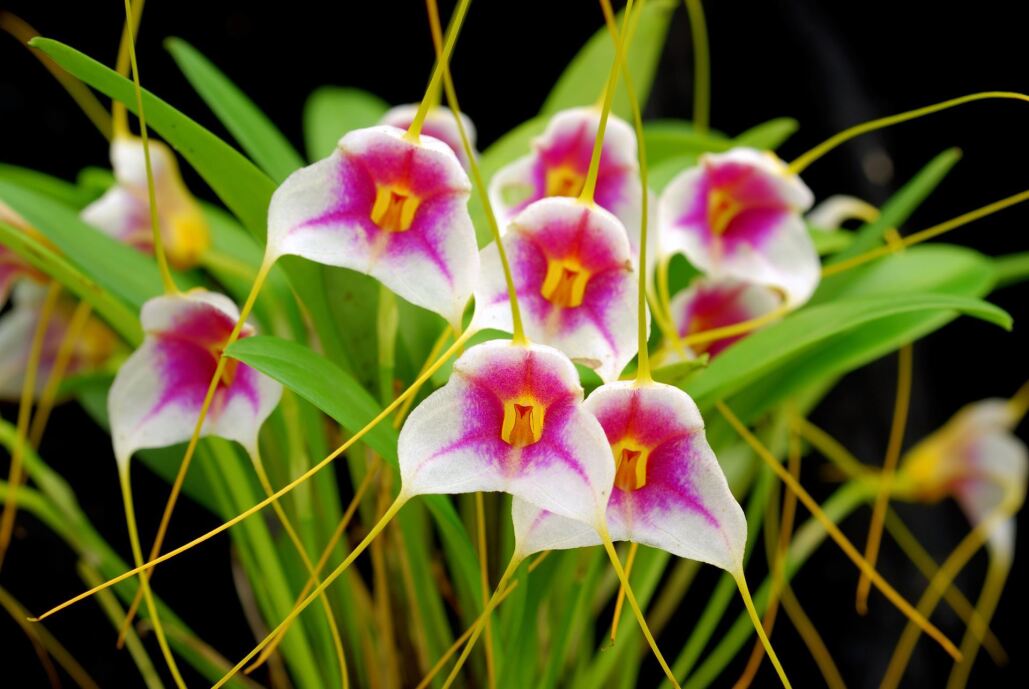Orchid Digest Members' inar—Those Amazing Masdevallias! Houston