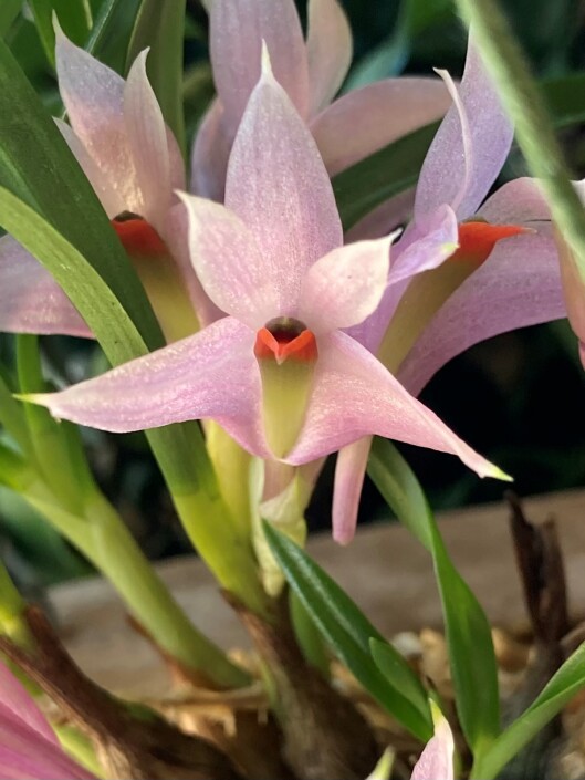Dendrobium violaceum Houston Orchid Society Conservation