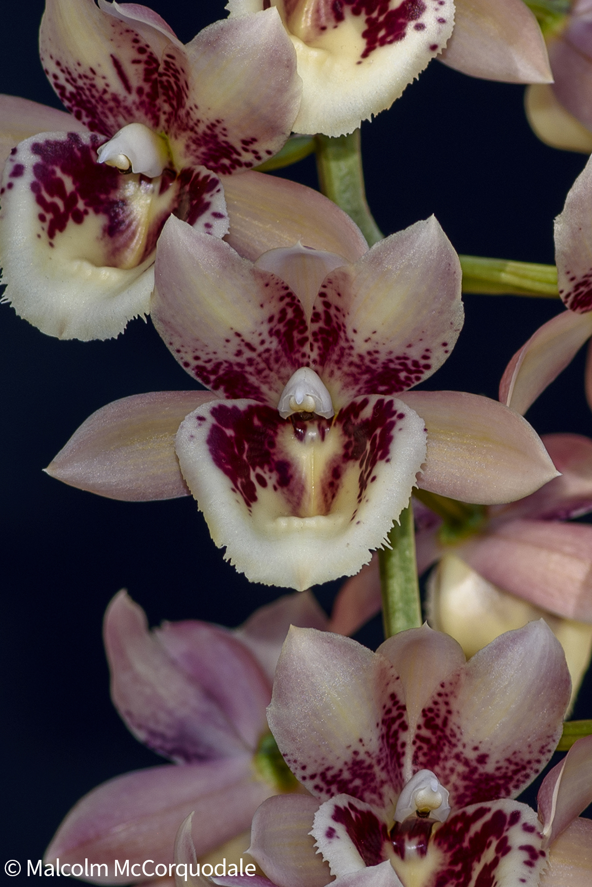 20244100 - 23A_0432 flower copy