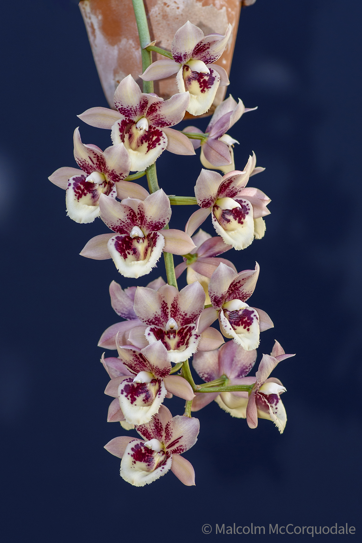 20244100 - 23A_0437 inflor copy