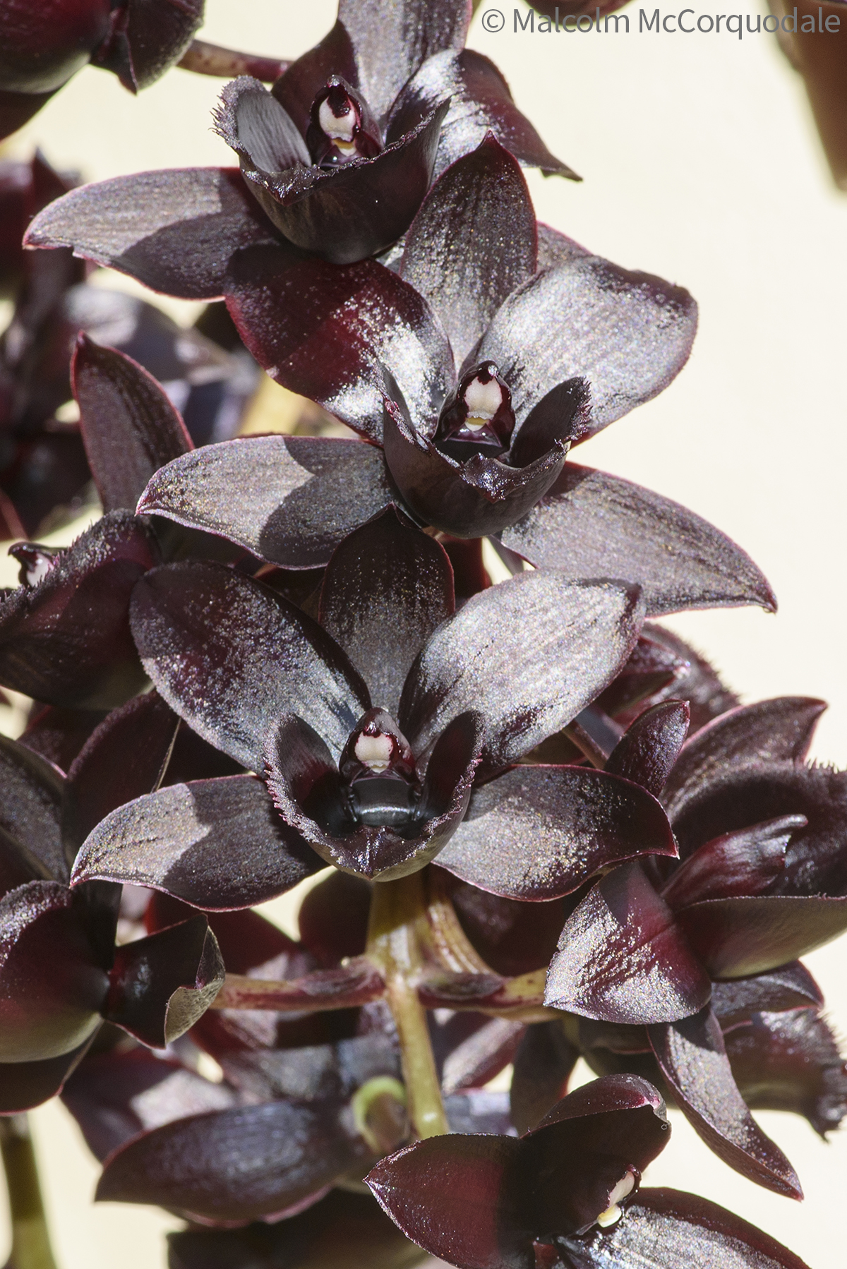 20244101 - 23A_0400 inflor copy