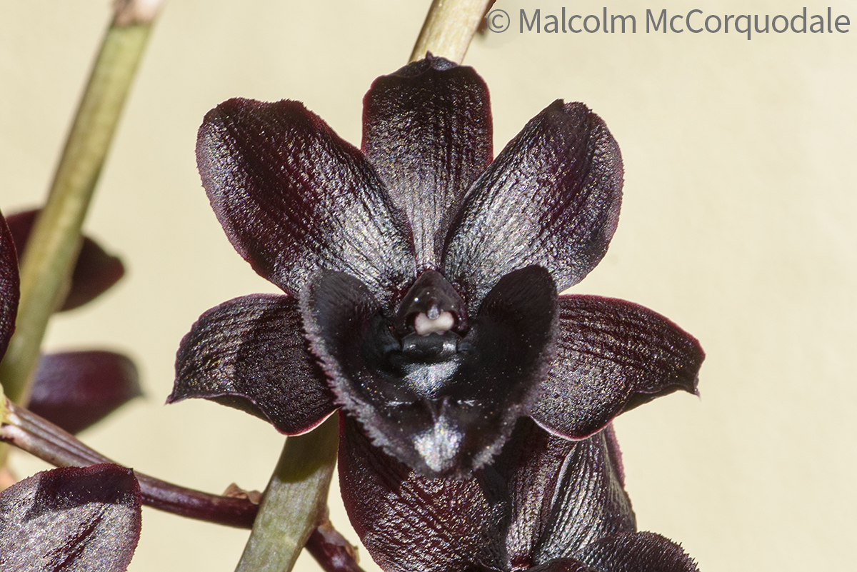 20244101 - 23A_0401 flower copy