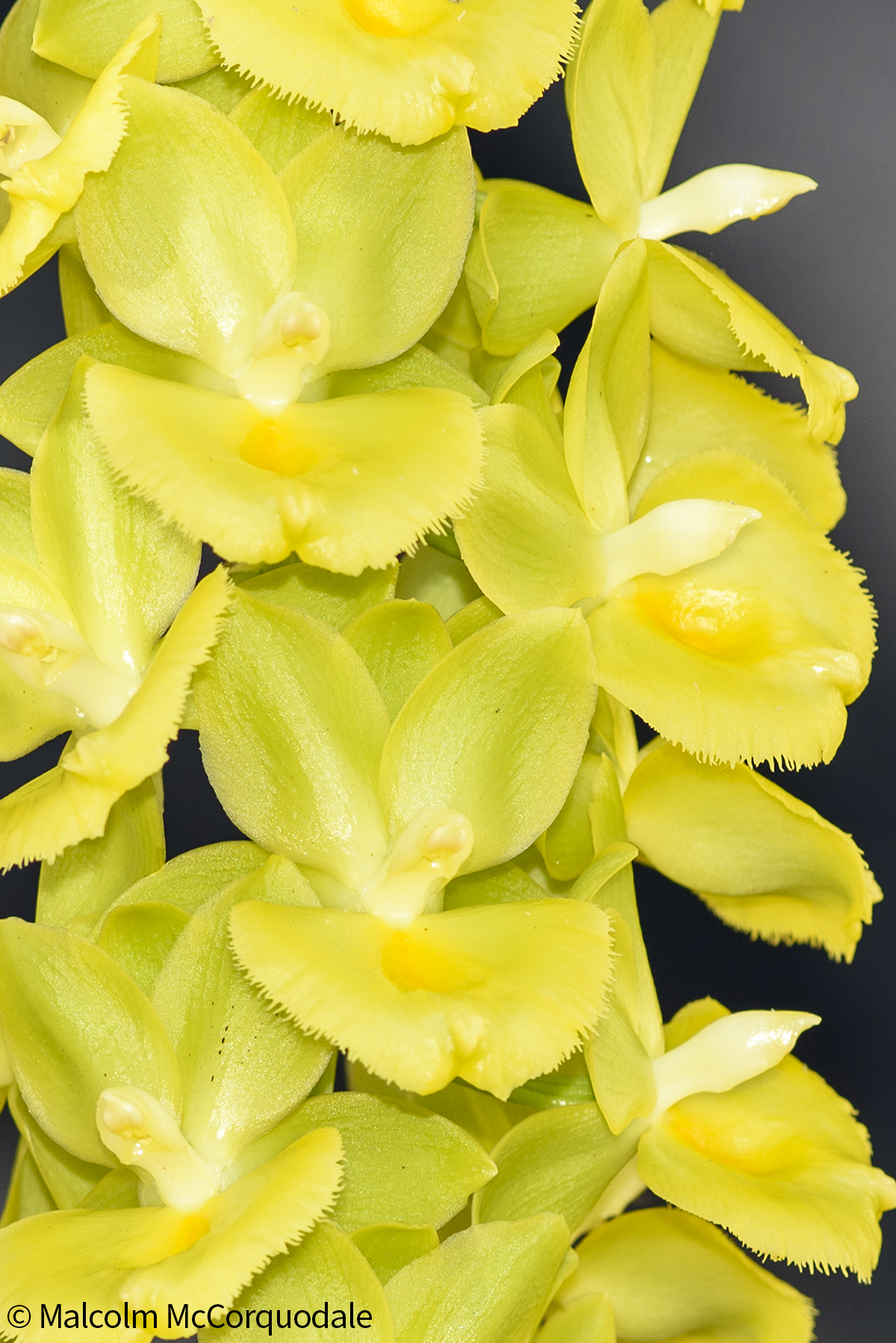 20244102 - 23A_0446 flower copy