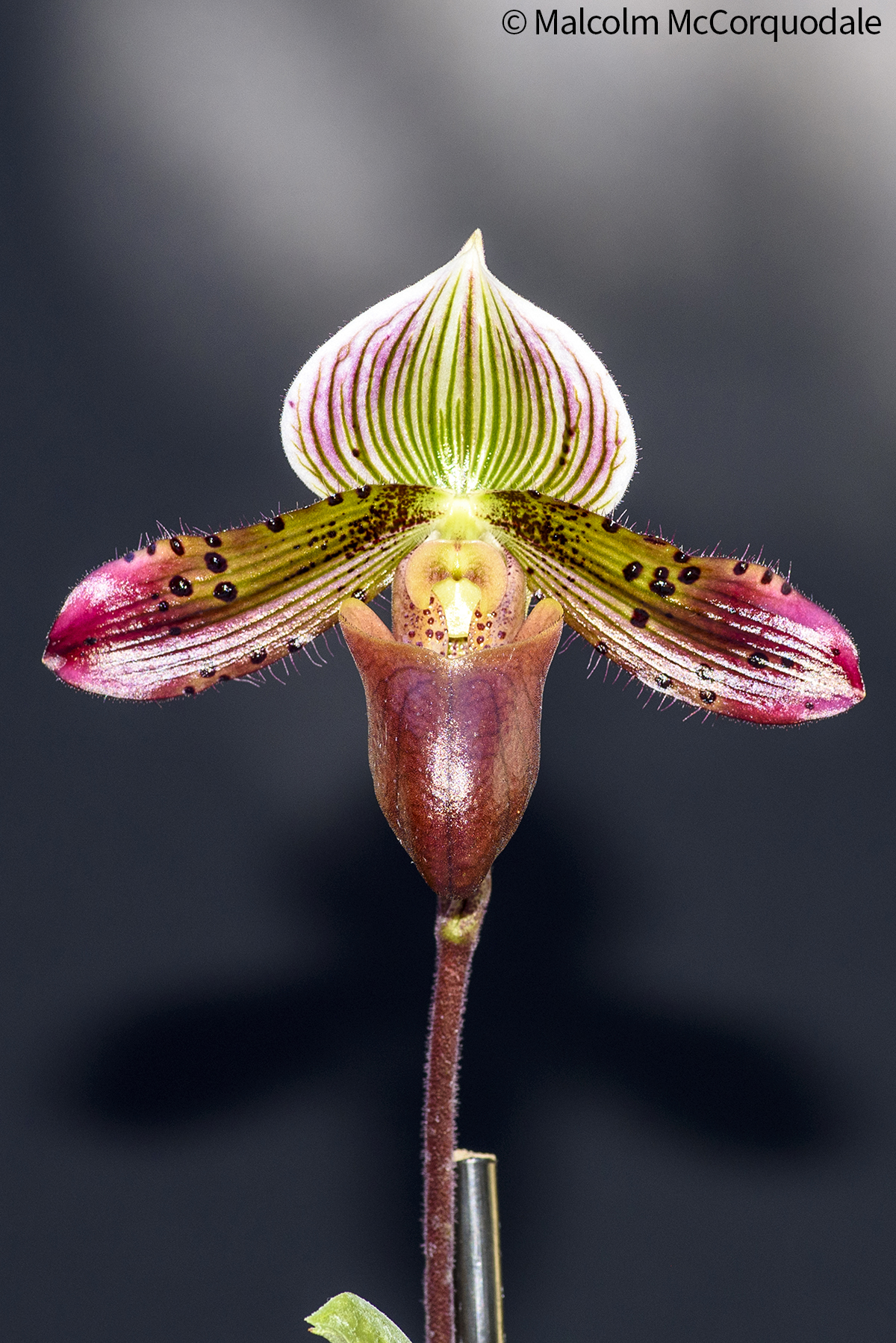 20244103 - 23A_0461 flower copy