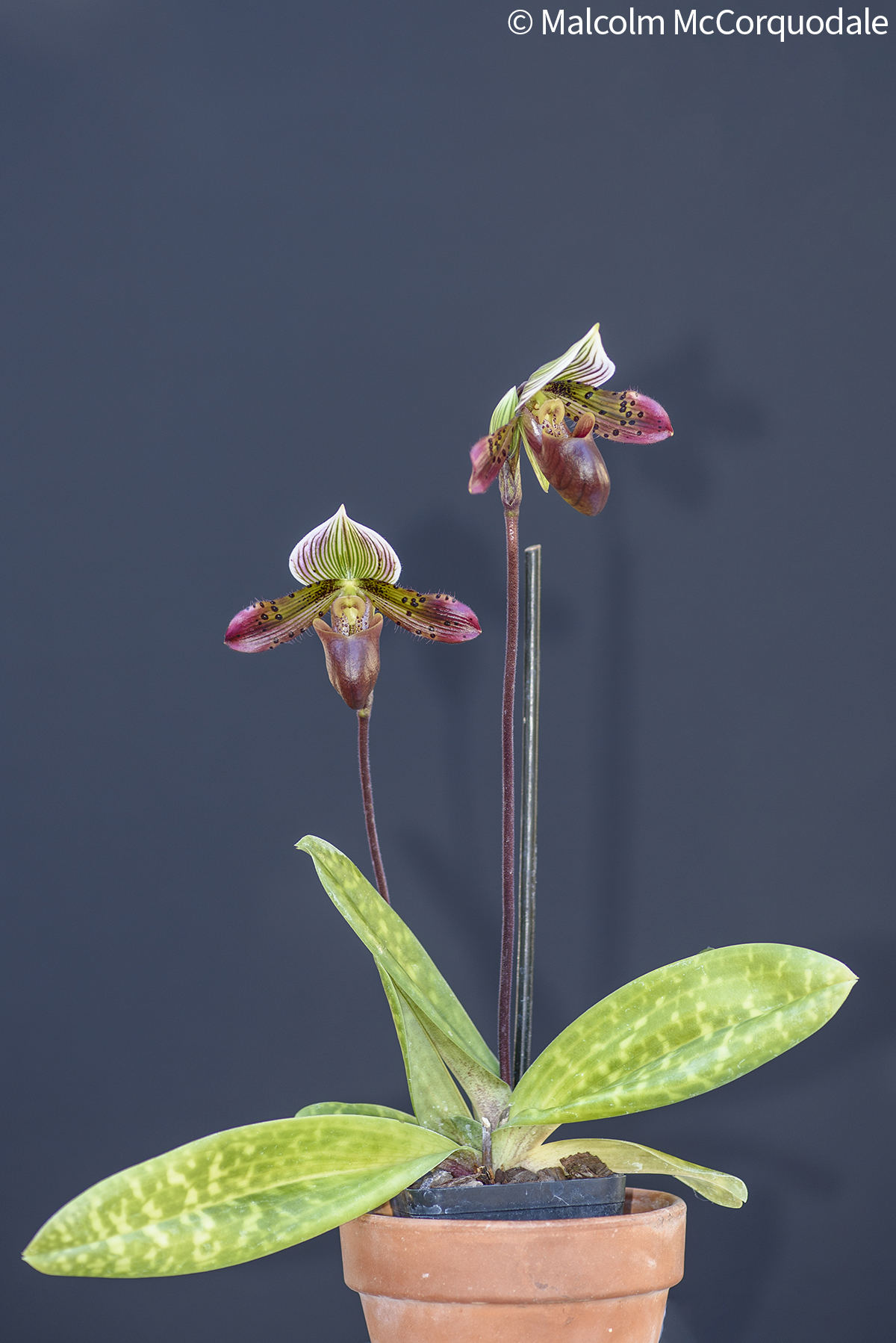 20244103 - 23A_0474 plant copy