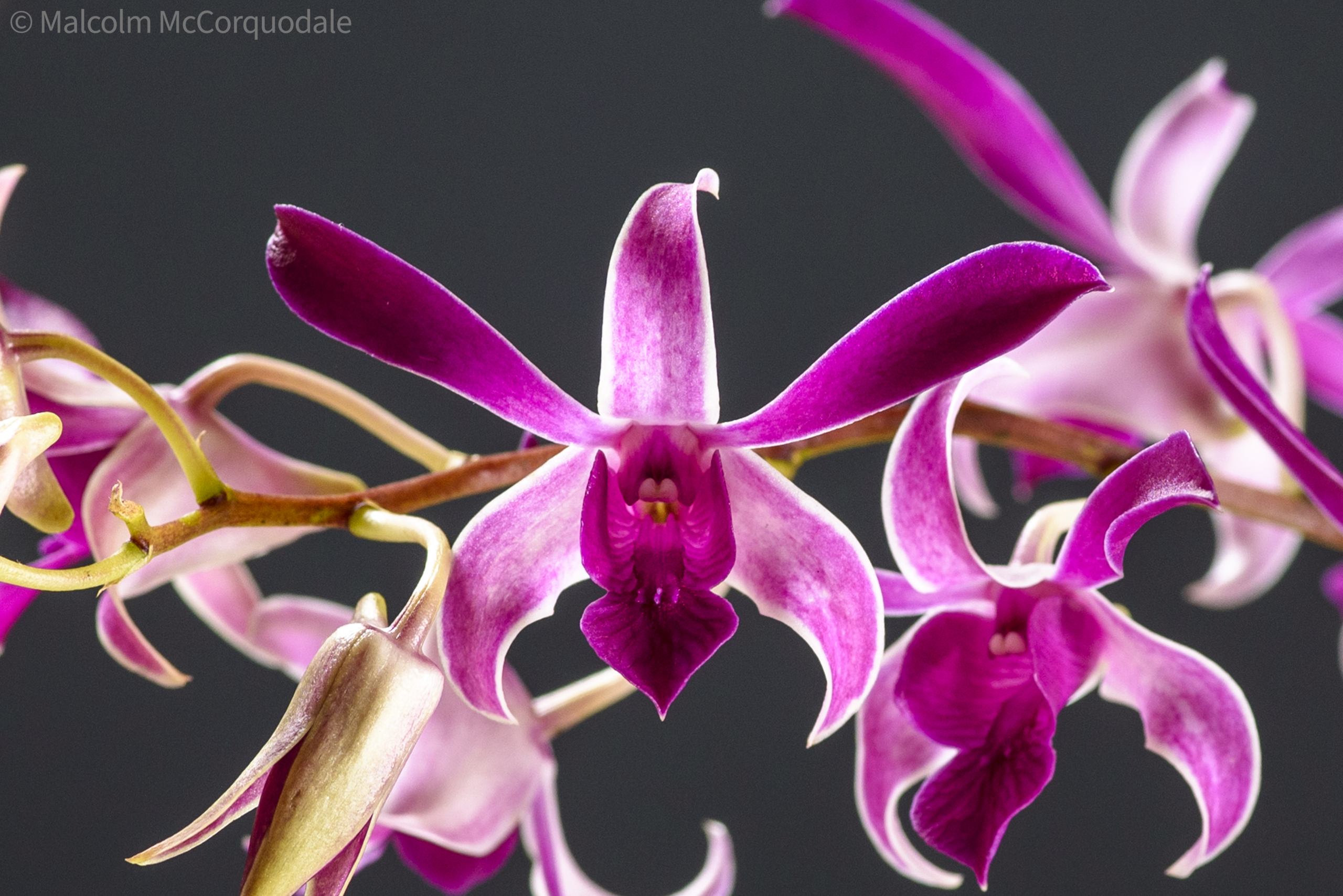 20244104-20244105 - 23A_0504 flower copy