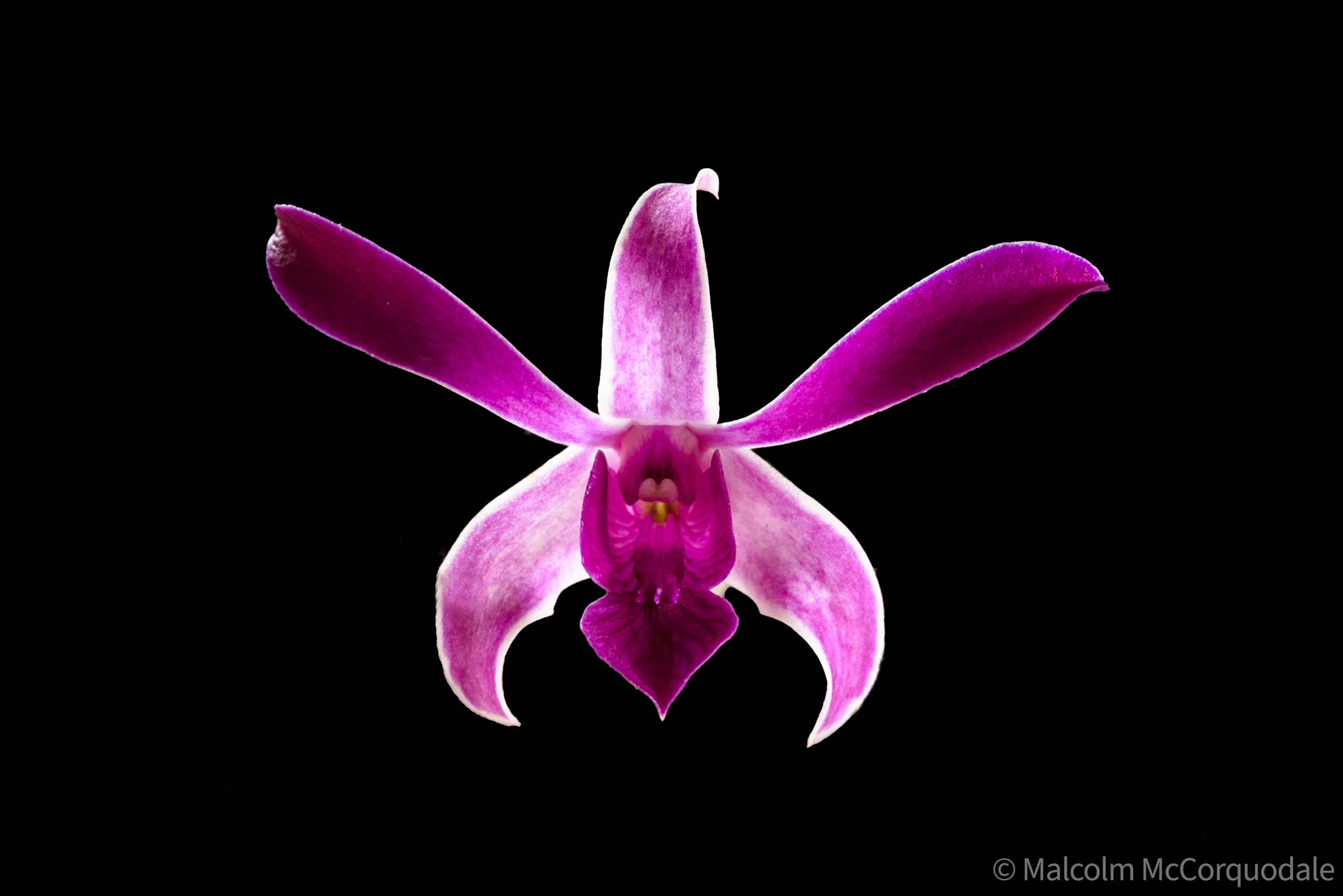 20244104-20244105 - 23A_0504 flower extract copy