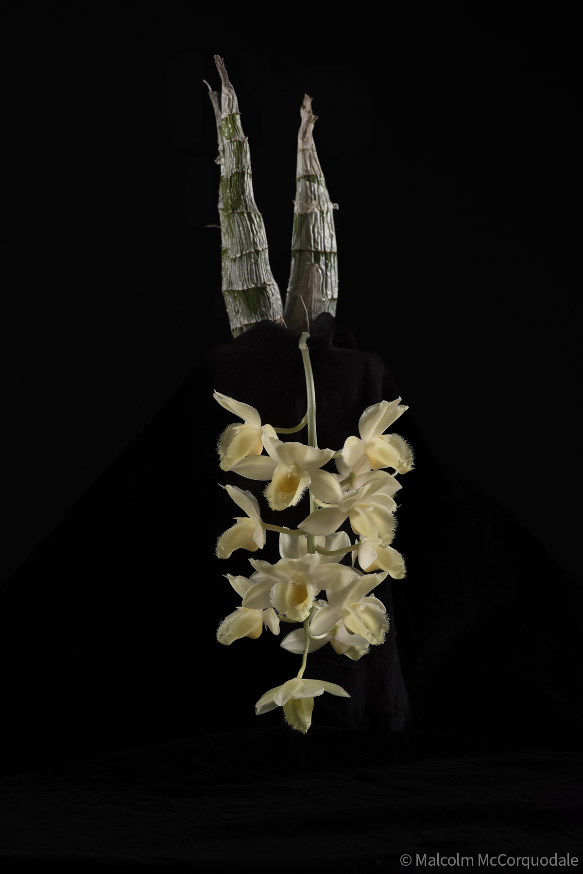 20244106 - 23A_0515 plant copy