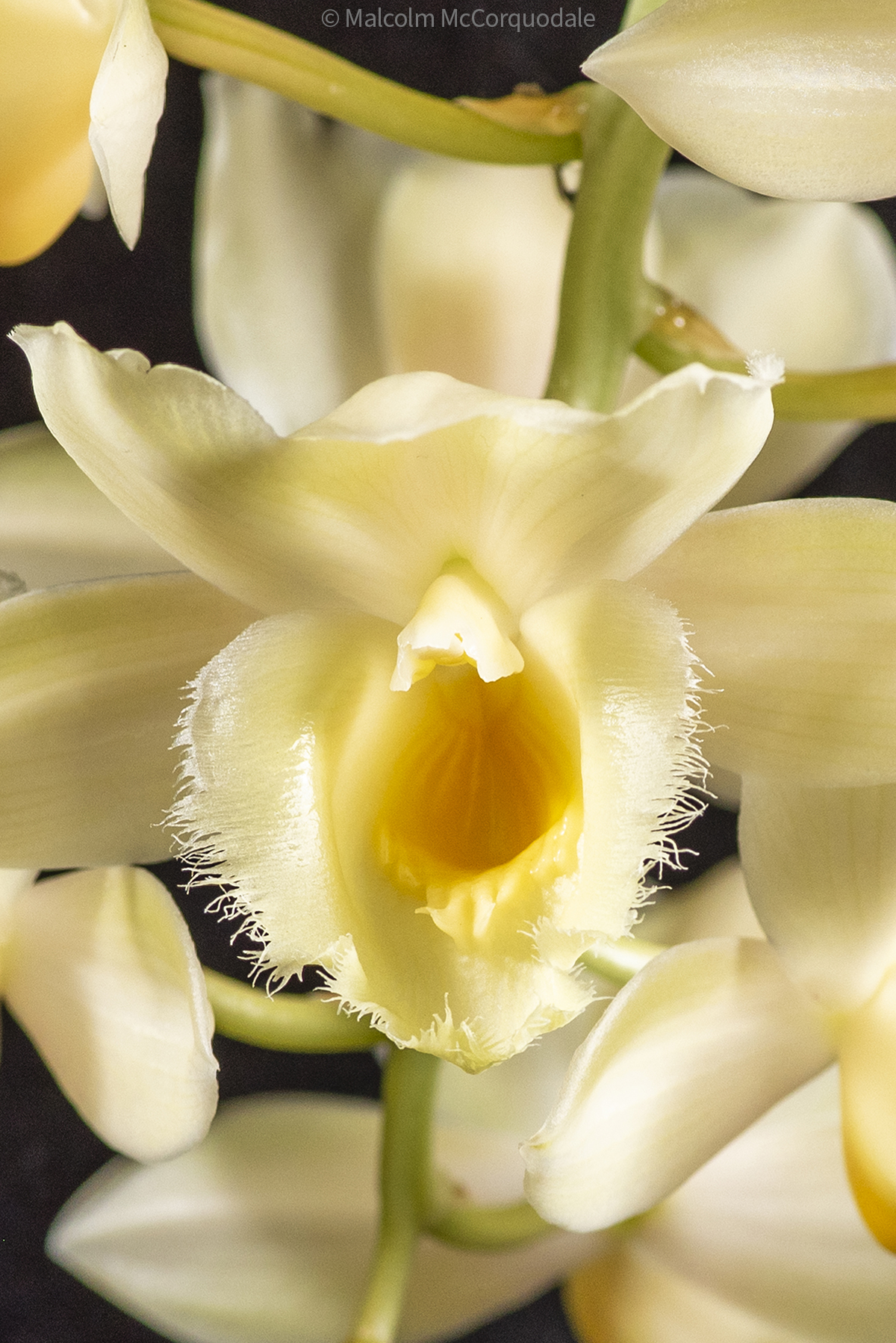 20244106 - 23A_0518 flower copy