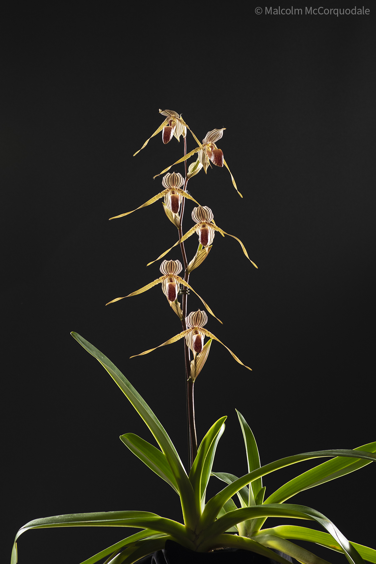 20244108 -23A_0531 plant copy