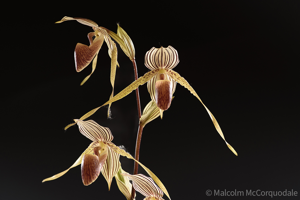 20244108 - 23A_0536 flower copy