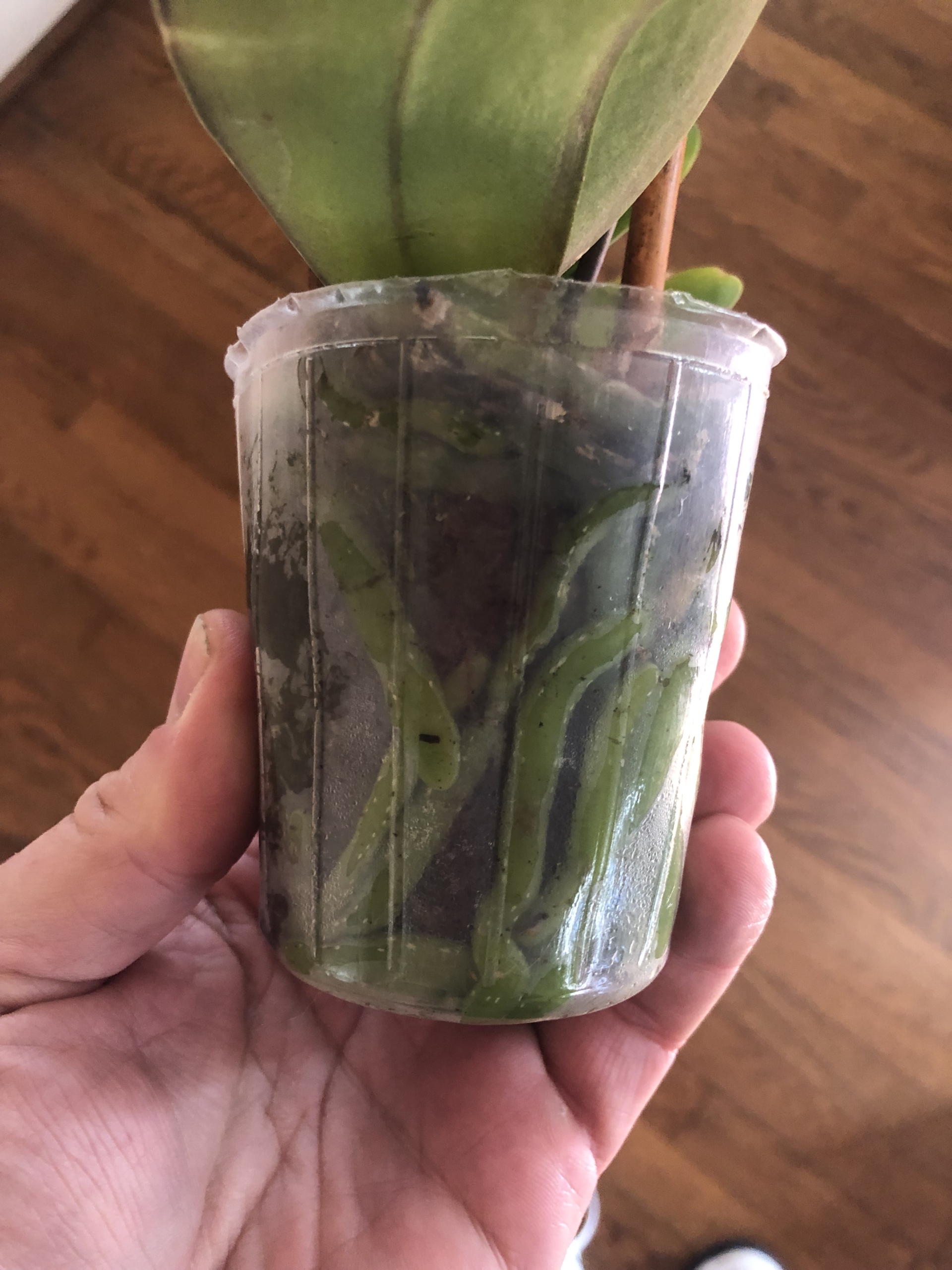 phalaenopsis-no-watering