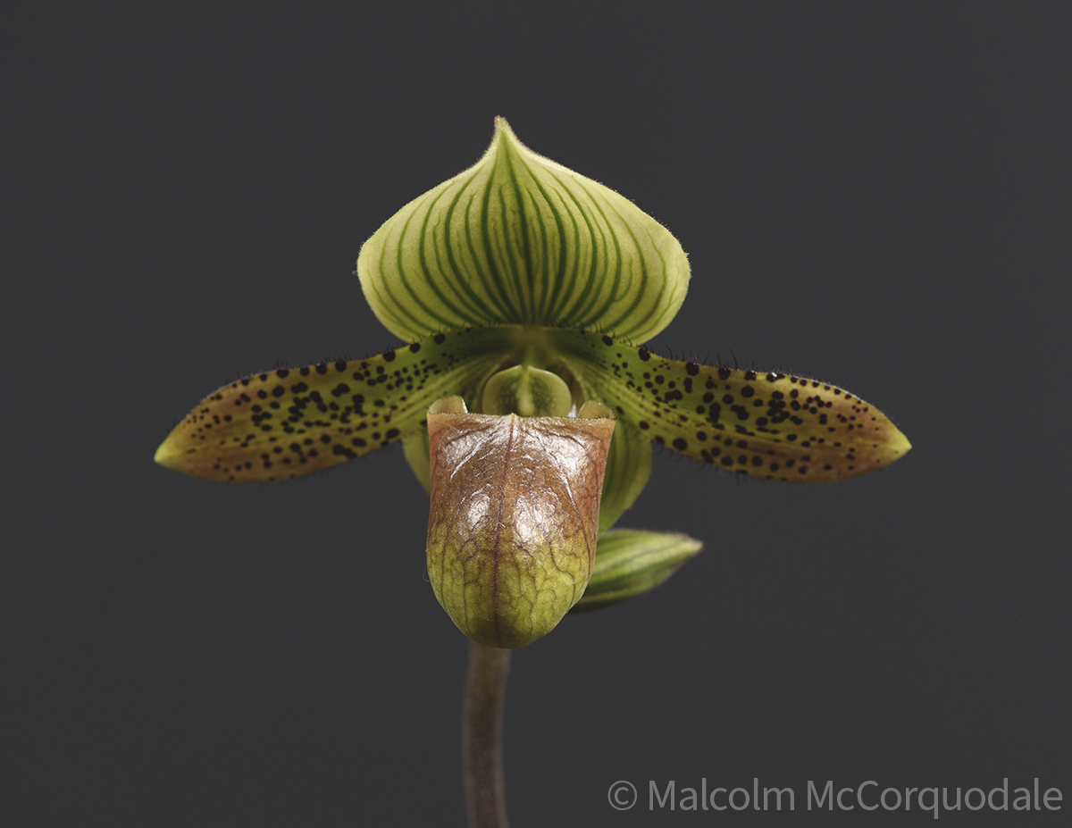 20244109 - 23A_0580 flower copy