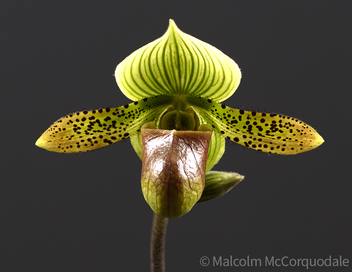 20244109 - 23A_0582 flower copy