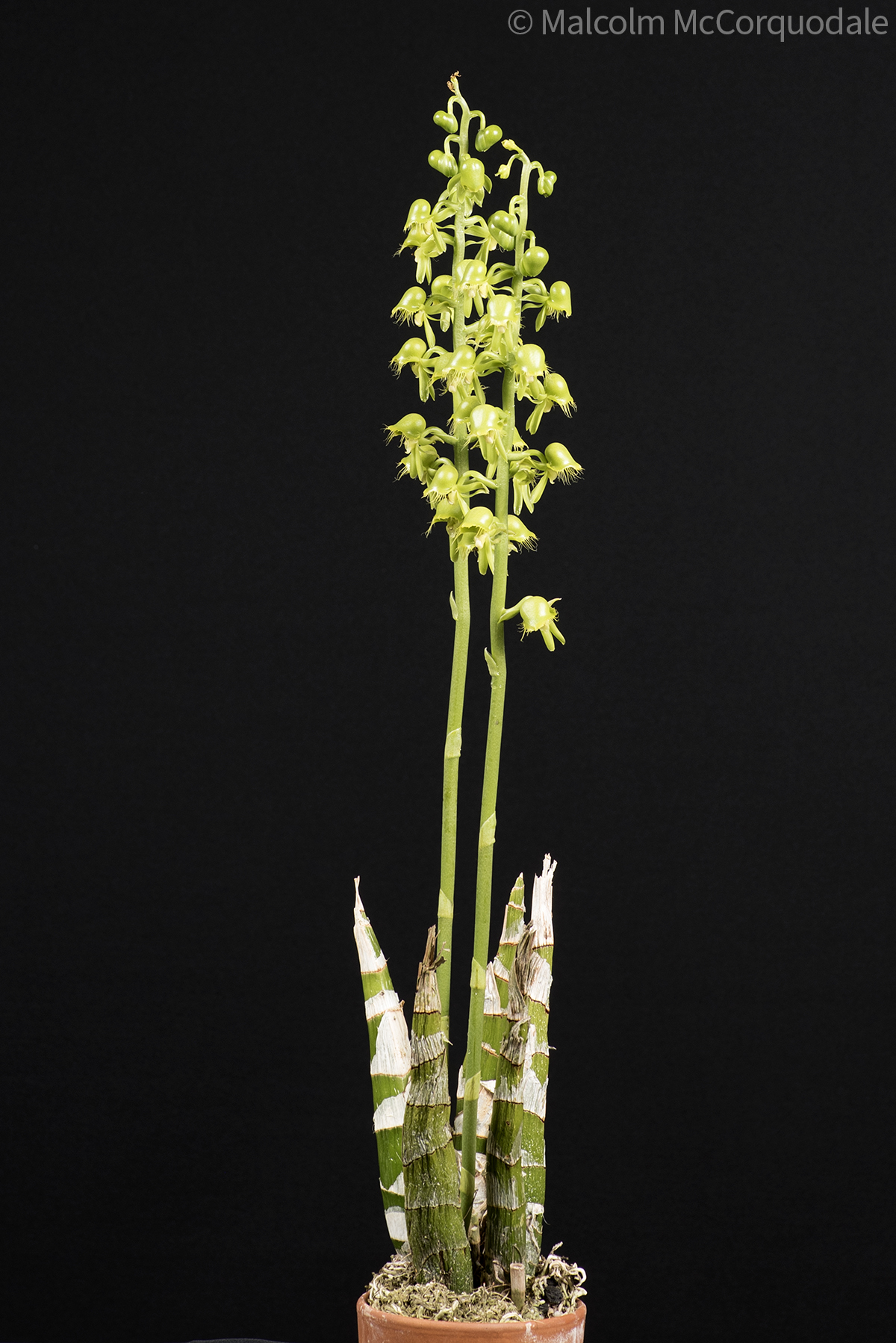 20244110 - 23A_0575 plant copy