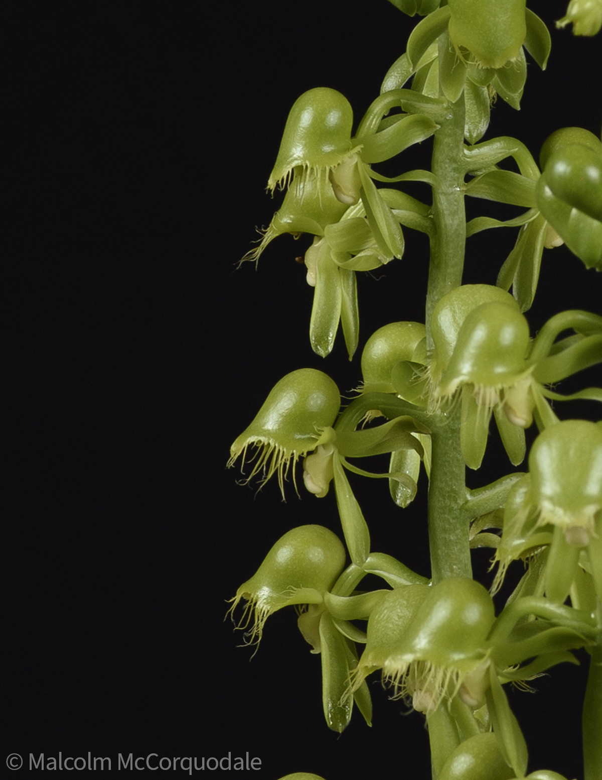 20244110 - 23A_0578 flower copy