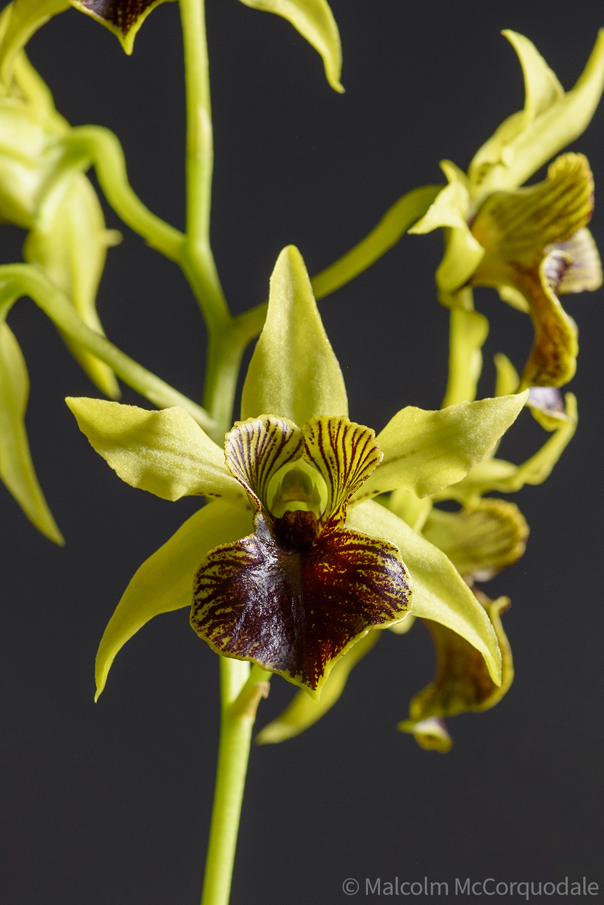 20244111 -23A_0548 flower copy