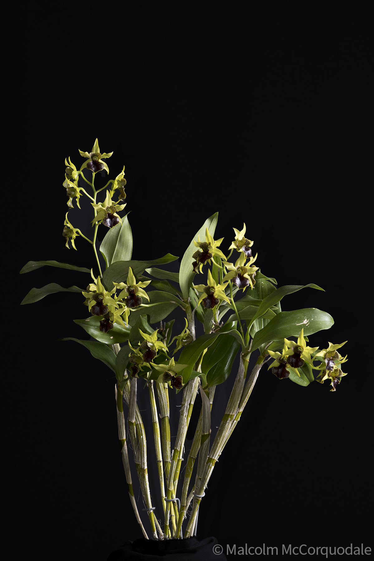 20244111 -23A_0557 plant copy