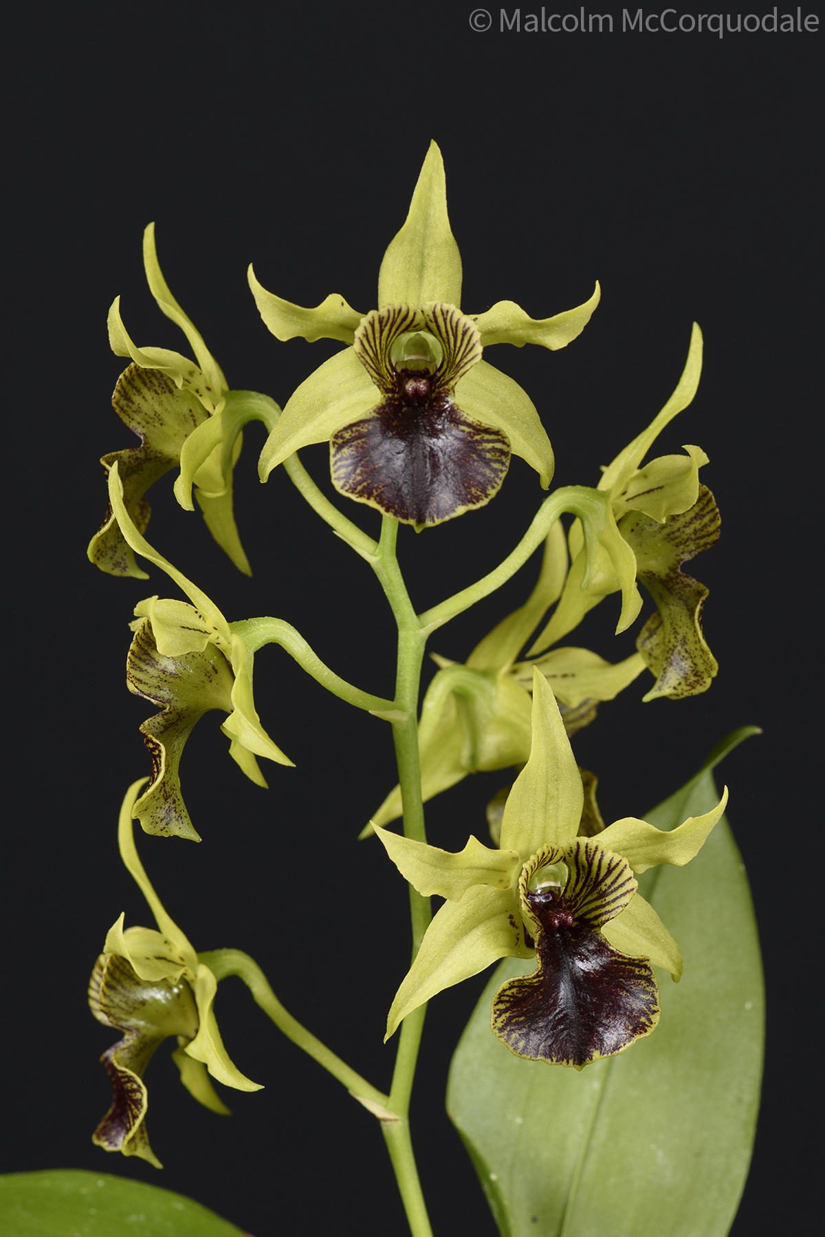 20244111 -23A_0566 inflor copy