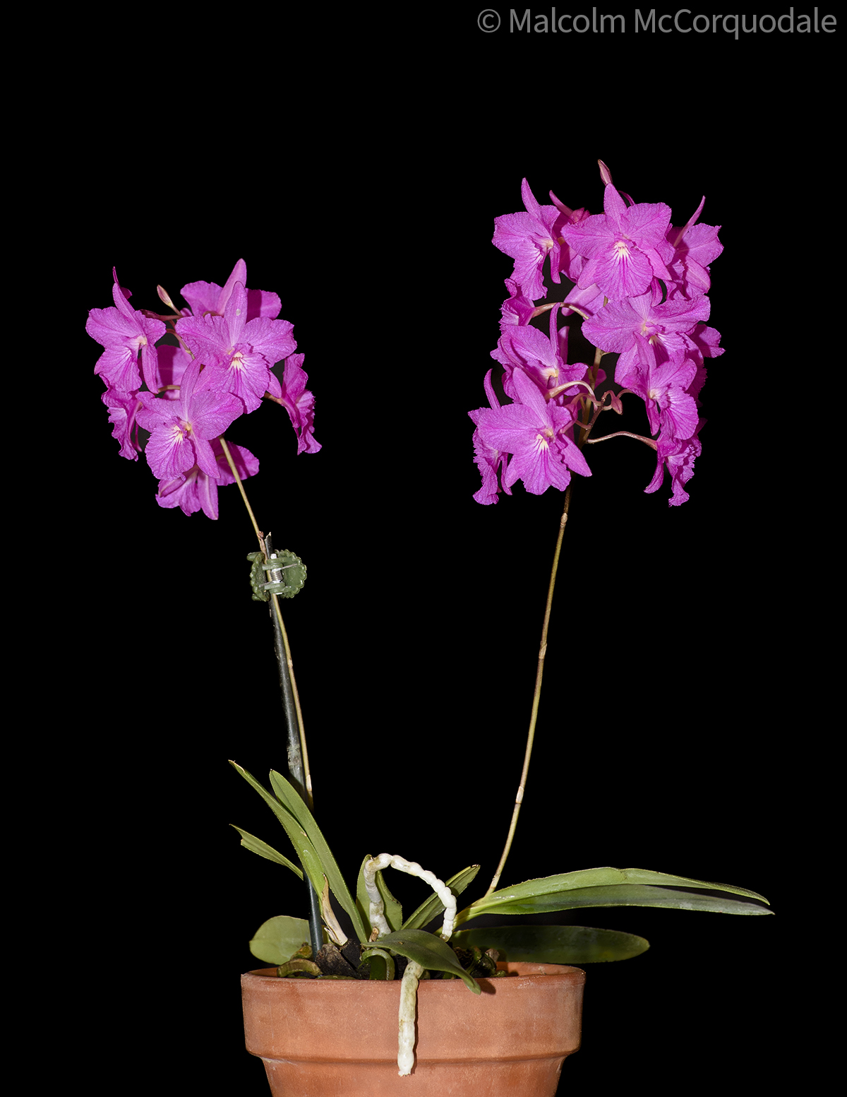 20244113 - 23A_0593 plant copy