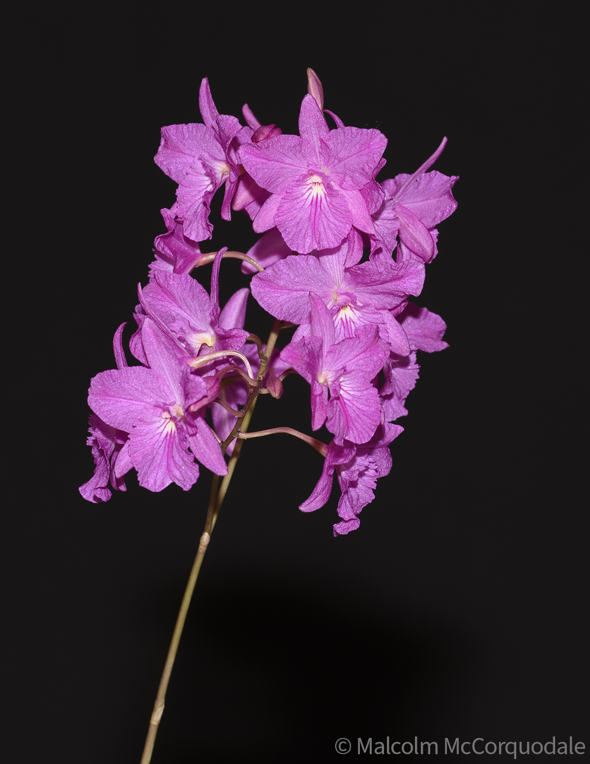 20244113 - 23A_0594 inflor copy