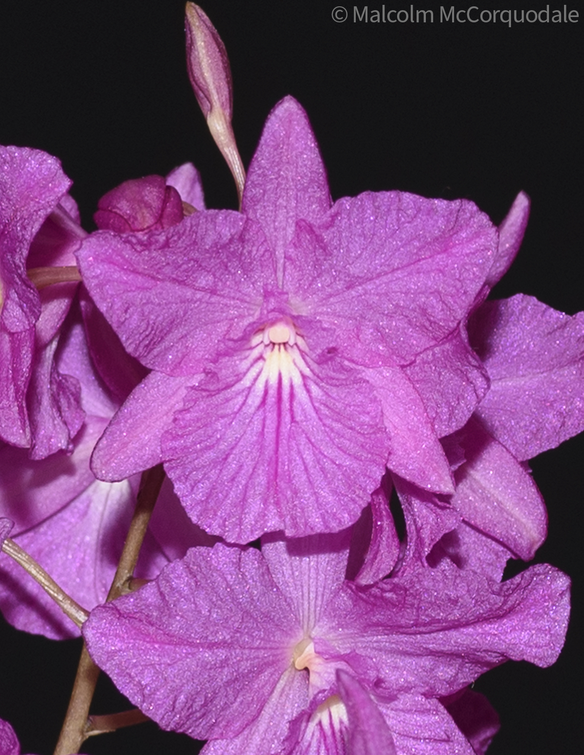 20244113 - 23A_0596 flower copy