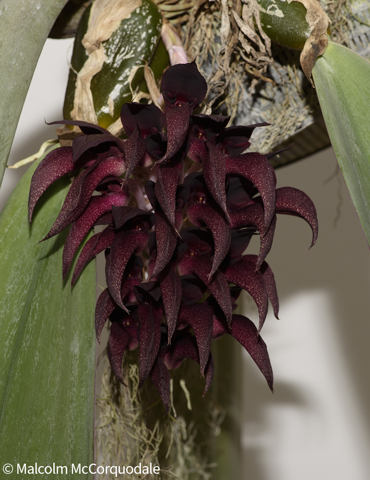 20244114 - 23A_0607 inflor copy