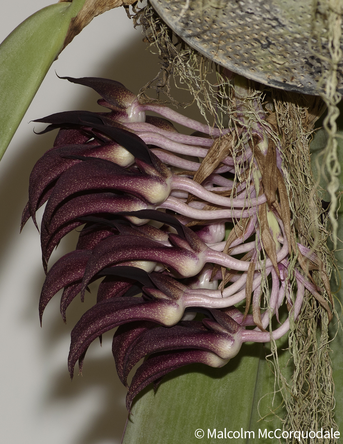 20244114 - 23A_0623 inflor copy