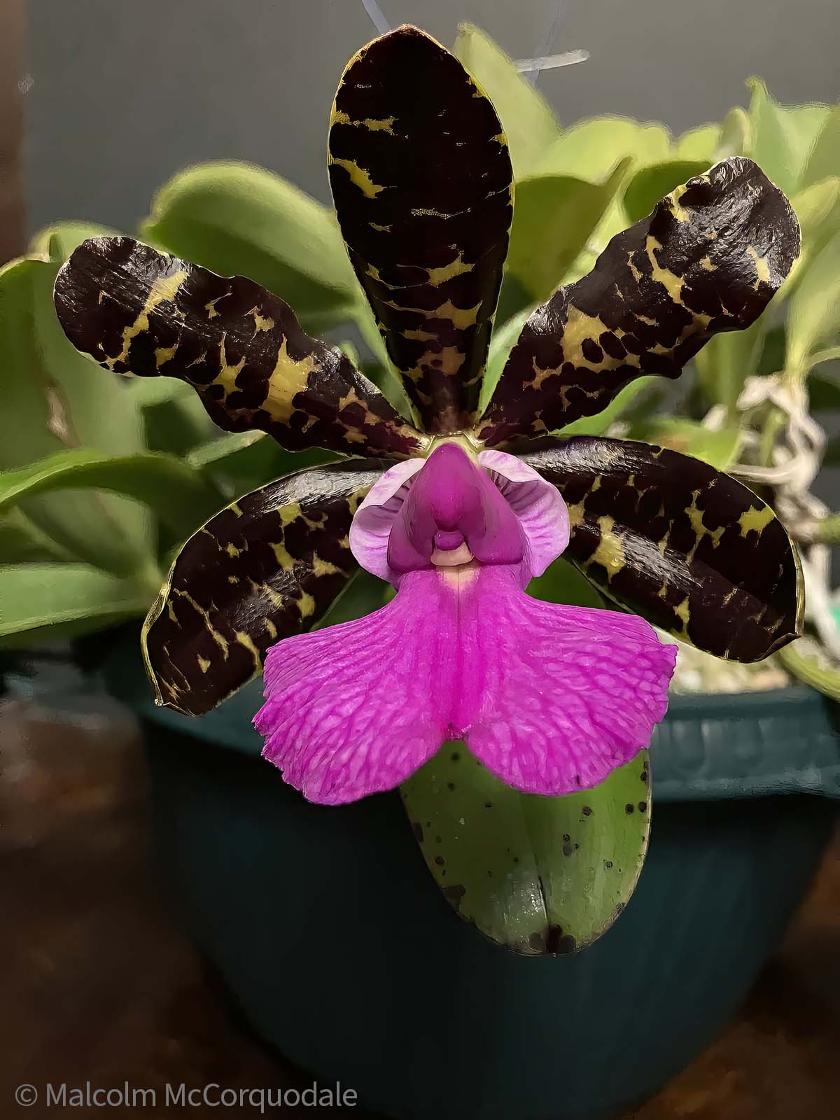 20244118 - IMG_5654-1-SharpenAI-Focus-topaz-denoise-enhance-2x-sharpen copy