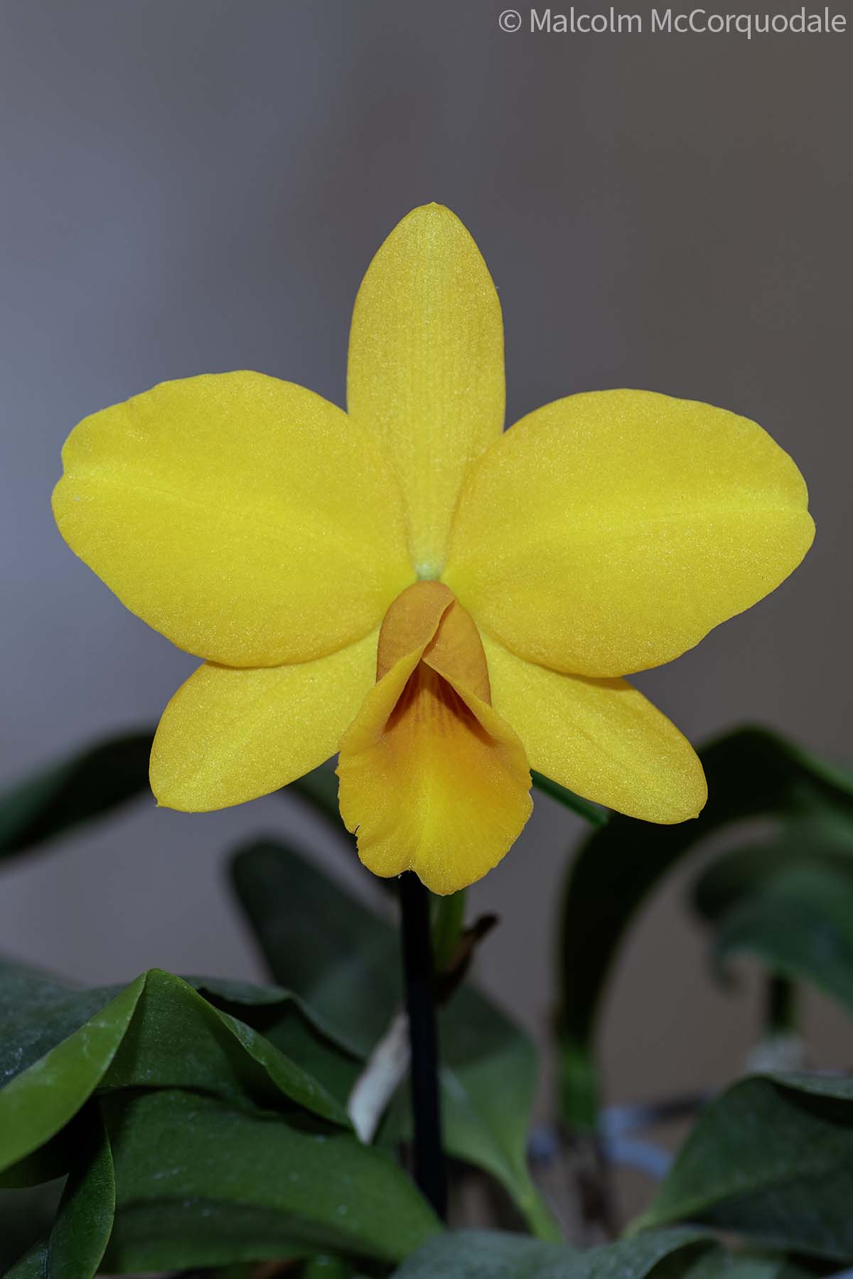 20244119 - 23A_0661 flower copy