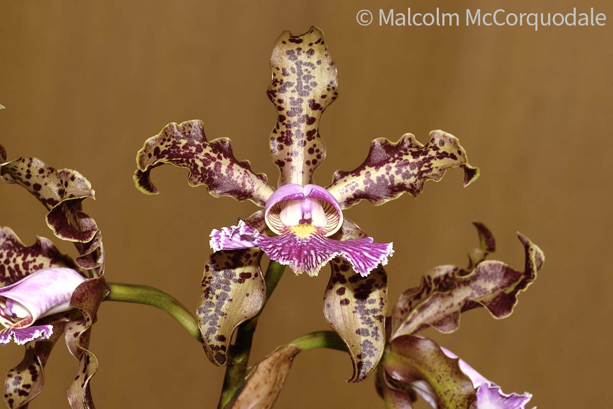 20244120 - 23A_0668 flower copy