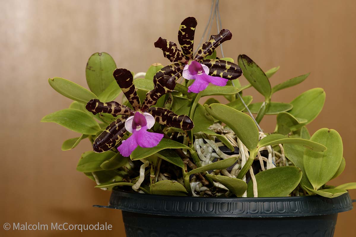 20244121 - 23A_0681 plant copy