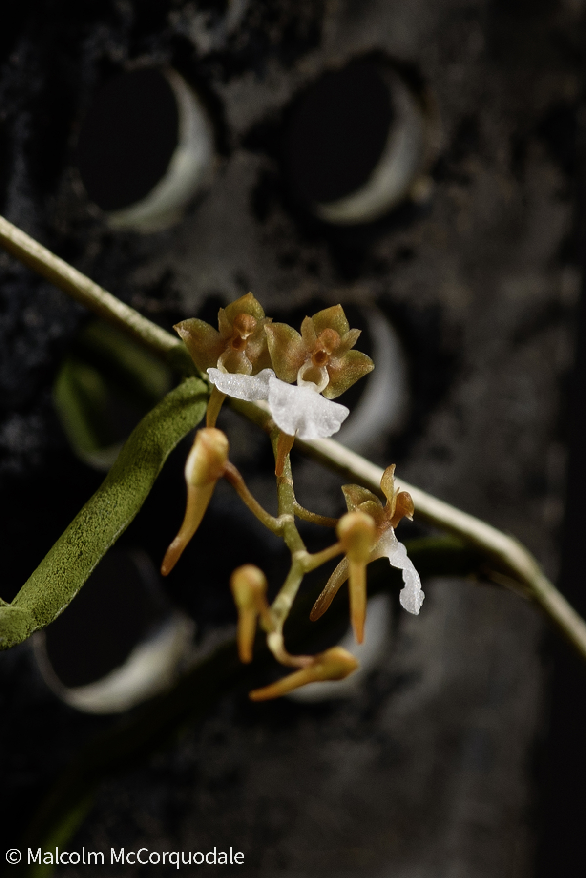 20244123 - 24I_0892 copy flower copy 2