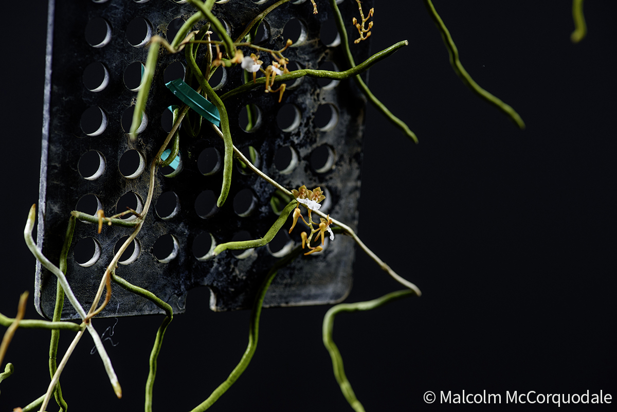 20244123 - 24I_0892 copy plant copy 2