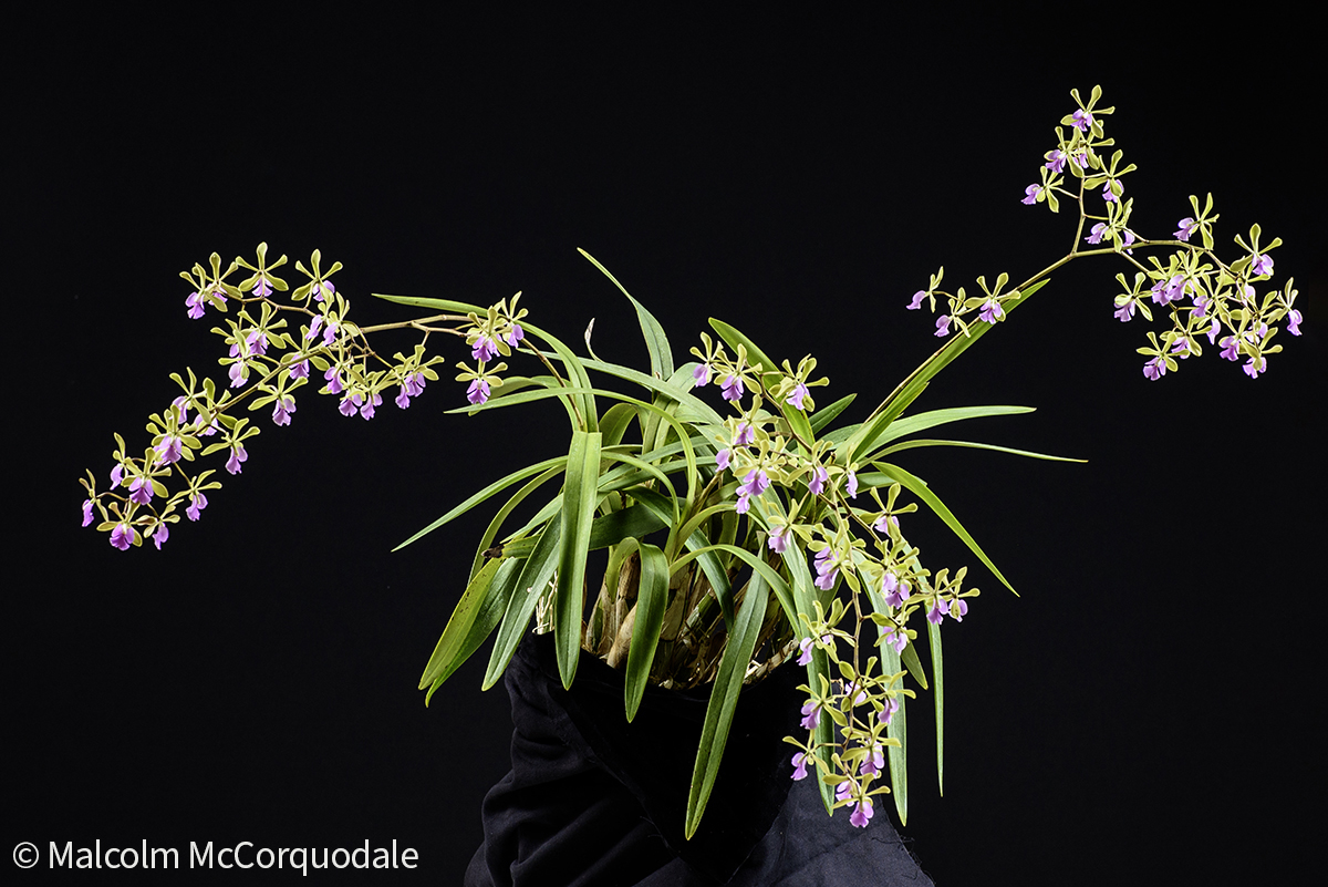 20244124 - 24I_0938 adj copy 3