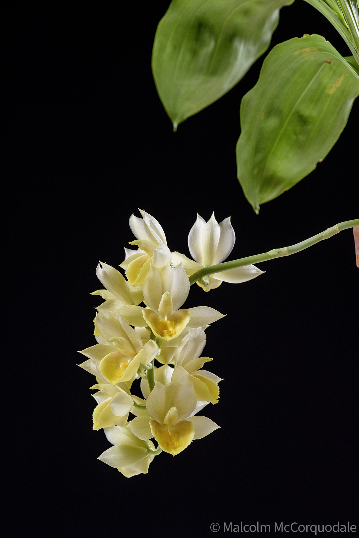 20244140 - 24I_0968 inflor copy 2