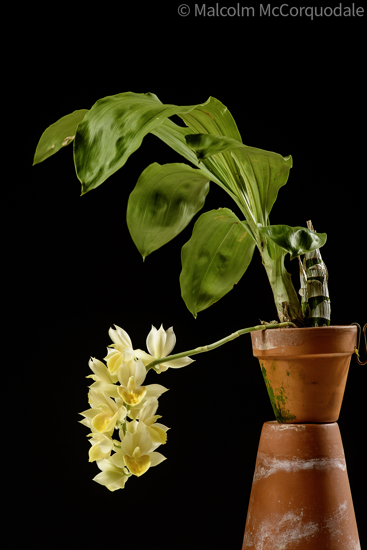 20244140 - 24I_0972 plant copy 2