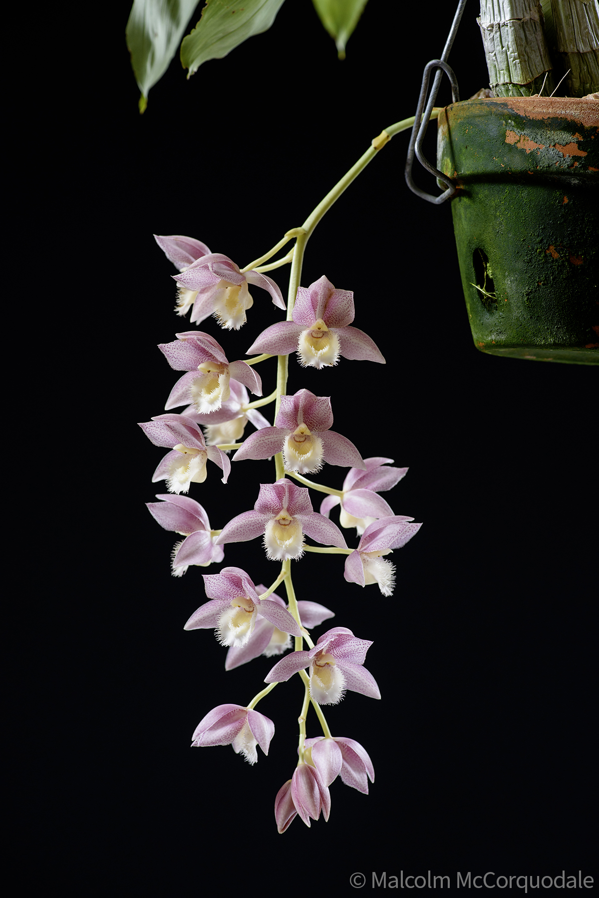 20244141 - 24I_0979 plant copy 2