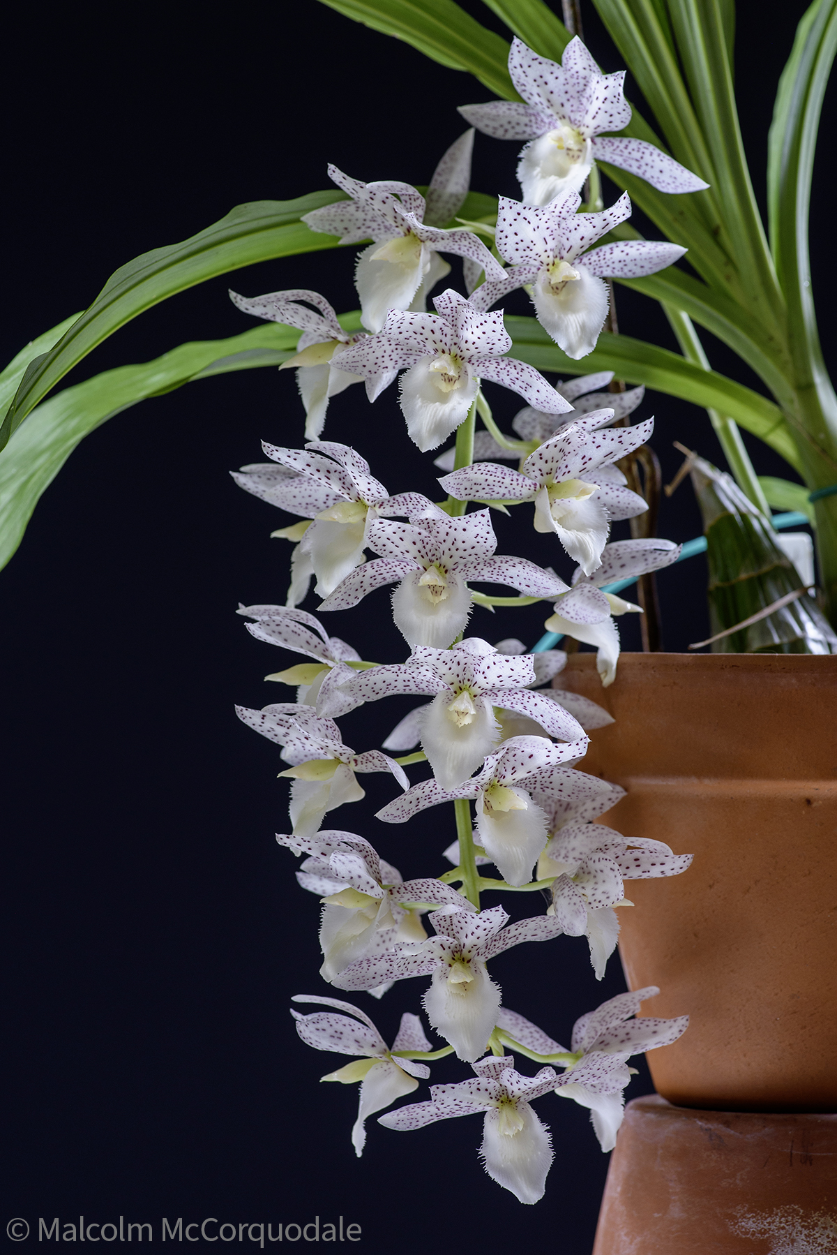 20244142 - 24I_0988 inflor copy 2